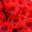 Ramo 100 rosas con liston - Rosa roja