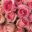 Ramo 100 rosas con liston - Rosa