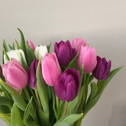 Tulipan