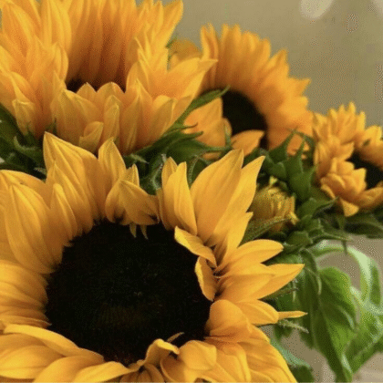 Girasol