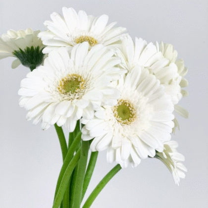 Gerbera