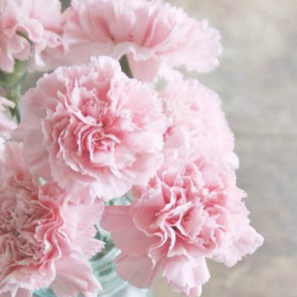 Clavel