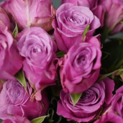 Rosa Morada