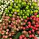 Hypericum