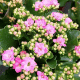 Kalanchoe