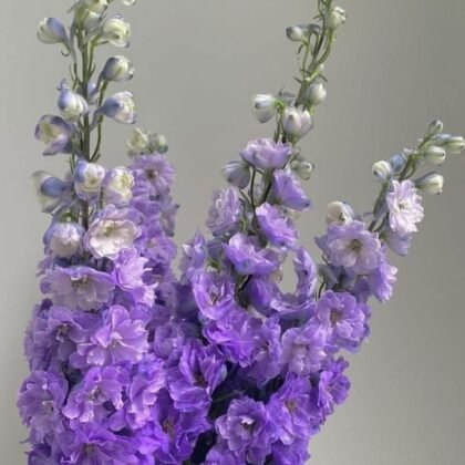 Delphinium