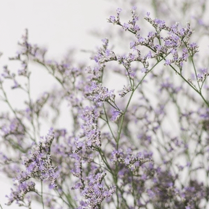 Limonium