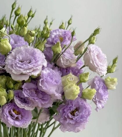 Lisianthus