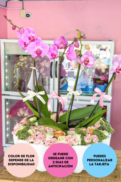 Jardin de orquídeas