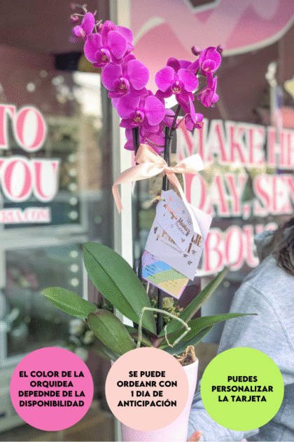 Orquídea en maceta