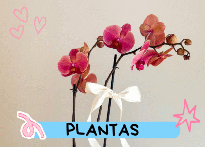 Plantas 🪴