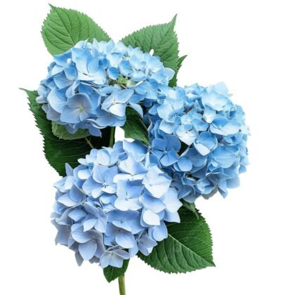 Hortensia de paquete