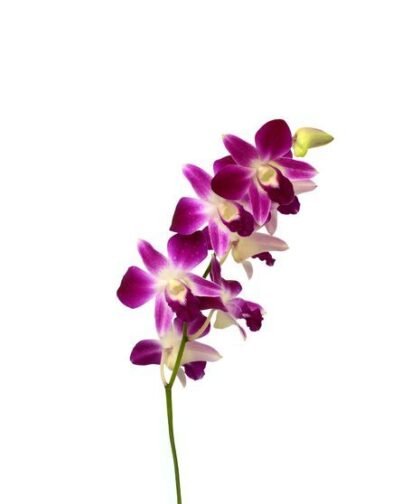 Dendrobium