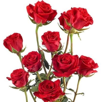 Minirosa roja san valentin