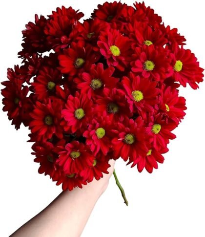 Margarita roja san valentin