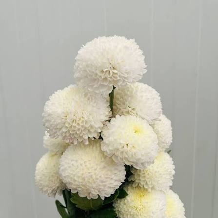 Pompon
